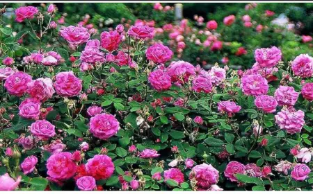 Noida News : दिल्ली एनसीआर के ग्रेटर नोएडा में 8 मार्च से लगेगी देसी-विदेश फूलों की प्रदर्शनी