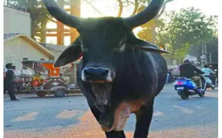 Noida News : नोएडा में यमराज बनकर घूम रहे हैं अवारा पशु, सांड की टक्कर से मासूम की गई जान