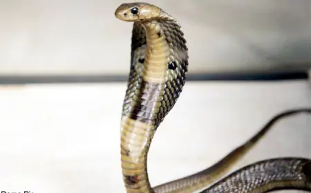 Noida News : पुलिस लाइन में रहने वाली युवती को जहरीले सांप ने काटा