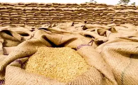 Noida News :   अवैध रूप से गेहूं का भंडारण करने पर दो आढतियों पर लगा चार लाख रुपए का जुर्माना