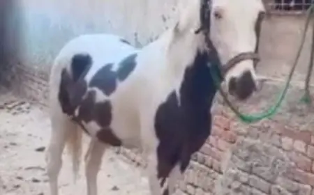 Greater Noida News :  घोड़ा का सुराग दो, 10 हजार रुपए इनाम पाओ