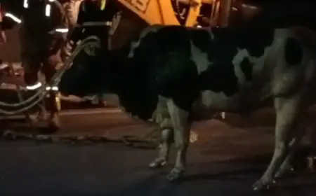 Noida News : बड़े नाले में गिरे नंदी को पुलिस ने सकुशल बाहर निकाला