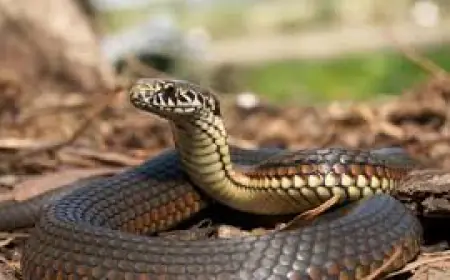 Noida News : हाइटेक सिटी में सांपों का कहर, दो लोगों को डसा