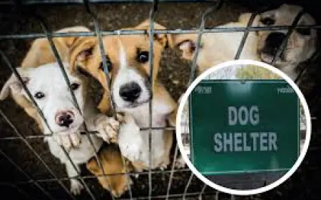 Noida News : नोएडा सीईओ ने डाॅग शेल्टर का किया लोकापर्ण, लावारिस कुत्तों को मिला अपना घर