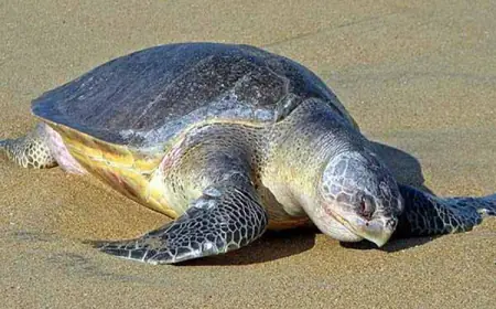 Greater Noida News :  वन विभाग ने बरामद किए दो कछुए