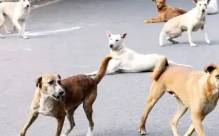 Greater Noida News : मासूम बच्ची पर कुत्तों के झुंड ने किया हमला, गंभीर रूप से घायल