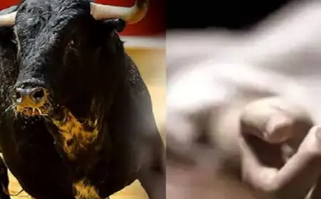 Greater Noida News : सड़क पर सांड से टकराया बाइक सवार, अस्पताल में हुई मौत