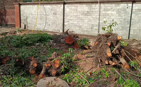 Noida News : इंटरलॉकिंग टाइल लगाने के लिए काट दिए हरे भरे पेड़