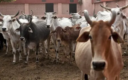 Greater Noida News : कस्बा जारचा में गौ- हत्या ,लोगों में भारी आक्रोश