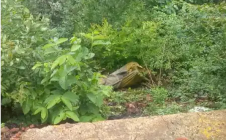 Greater Noida News : खेत में बंद बोरे में मिला अज्ञात व्यक्ति का शव, हत्या की आशंका