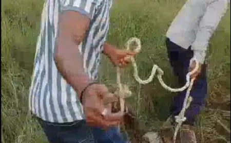 Noida News : ग्रेटर नोएडा में विशालकाय अजगर ने नीलगाय के बच्चे के गले में फंदा लगाकर मार डाला, ग्रामीणों में दहशत