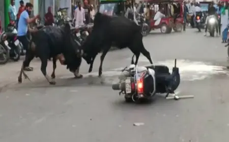 Greater Noida News : सड़क पर लड़ रहे दो सांडों से बाइक सवार टकराया, मौत