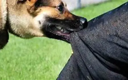 Greater Noida News : सोसायटी में पालतू कुत्ते ने बच्चे को काटा