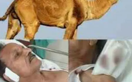 Greater Noida News : पार्क में कुत्तों के साथ ऊंट का आंतक, बुजुर्ग के कान व हाथ पर काटा