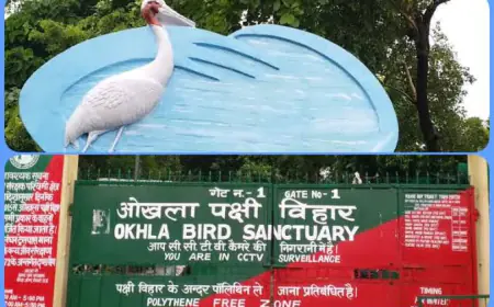 Noida News : ओखला पक्षी विहार में झील सुखी, विदेशी मेहमान कर रहे हैं कहीं और का रुख