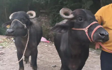 Noida News : नोएडा में डेयरी संचालक की भैंसों को चुराने वाले दो पशु चोर गिरफ्तार