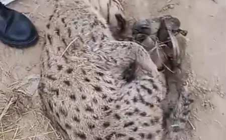 Greater Noida News : जंगल में मिला तीन जंगली जानवरों का शव