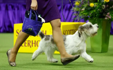 Noida News : डाॅग शो का होगा आयोजन, देश-विदेश के डाॅग्स म्यूजिकल बैंड व डीजे पर करेंगे कैटवाॅक