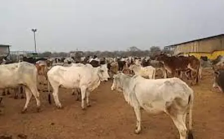 Noida News : गौशाला की आड़ में प्राधिकरण की जमीन पर कब्जा करने का आरोप