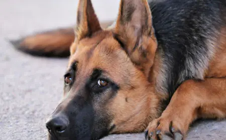 Greater Noida News : जर्मन शेफर्ड ननस्ल का कुत्ता चोरी, मुकदमा दर्ज