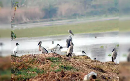 Greater Noida News : धनोरी वेटलैंड में पानी सूखा, पशु- पक्षी परेशान