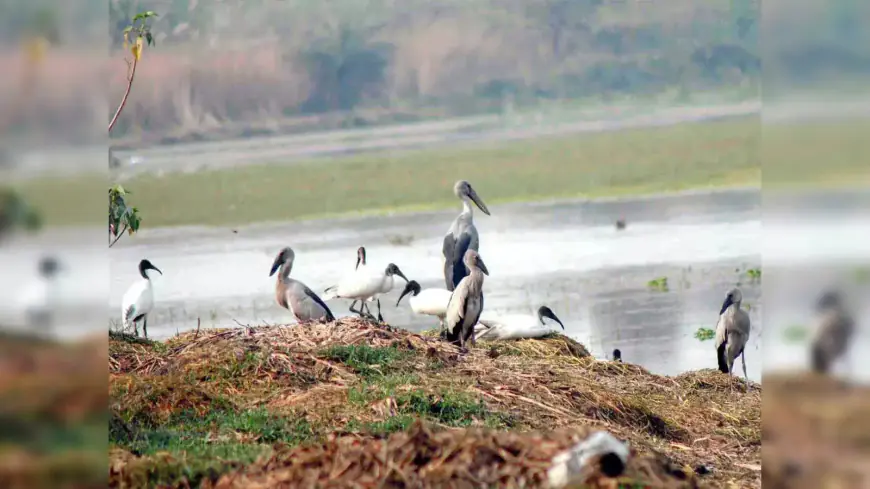 Greater Noida News : धनोरी वेटलैंड में पानी सूखा, पशु- पक्षी परेशान