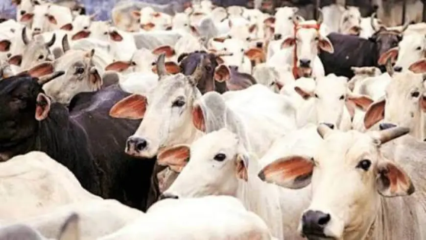 Noida News : चपरगढ गांव के जंगल मे मिला गोवंश का अवशेष, ग्रामीण मे रोष