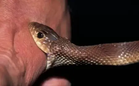 Noida News : घर पर सो रही युवती को नाग ने डसा, हालत गंभीर