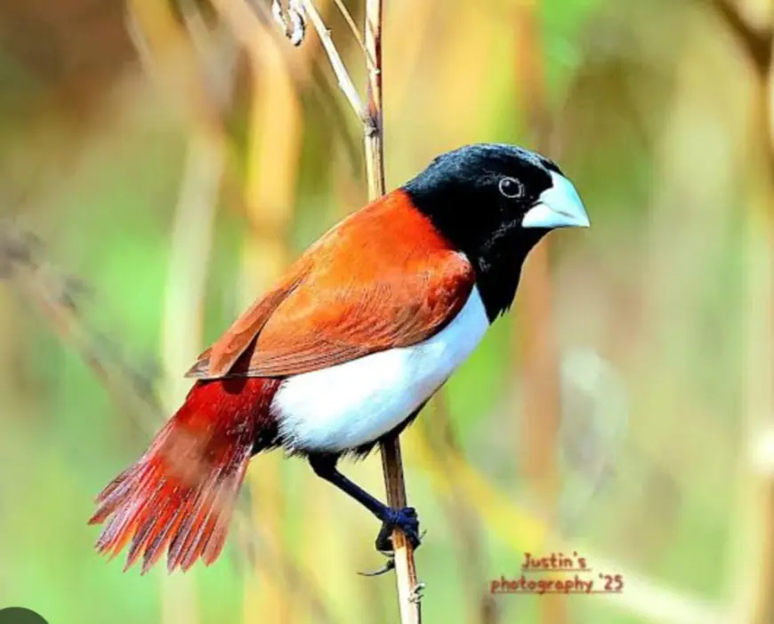 Noida News : प्रतिबंधित ट्राई कलर मुनिया पक्षी बेचते हुए दुकानदार  सहित दो गिरफ्तार