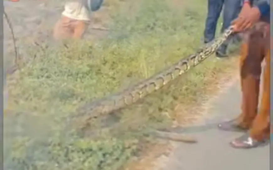 Greater Noida News :15 फीट लंबा अजगर खेत में मिला