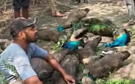 Ghaziabad News : गाजियाबाद में मोरों का सामूहिक संहार, जांच में जुटी पुलिस और वन विभाग