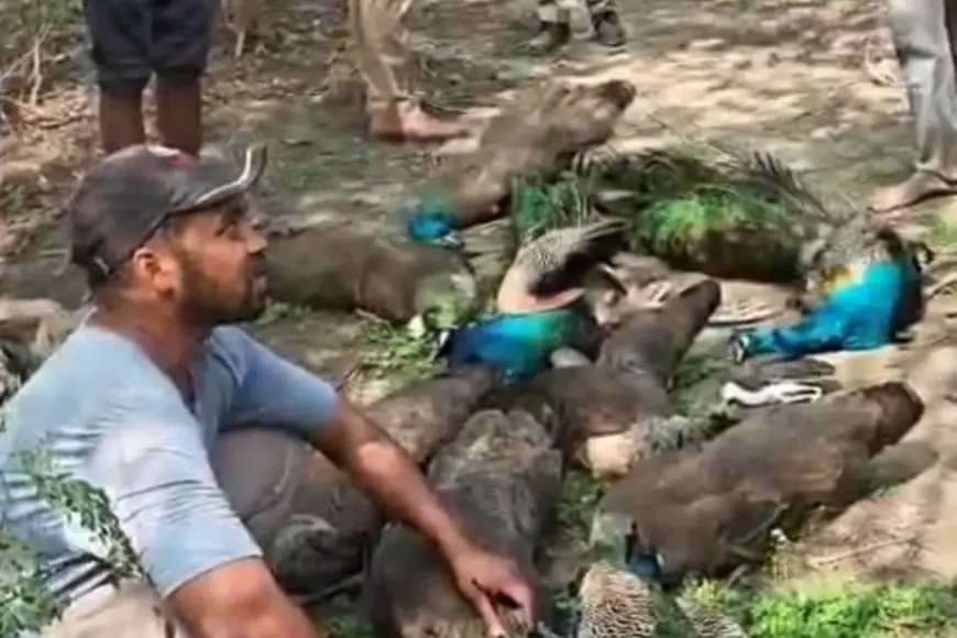 Ghaziabad News : गाजियाबाद में मोरों का सामूहिक संहार, जांच में जुटी पुलिस और वन विभाग