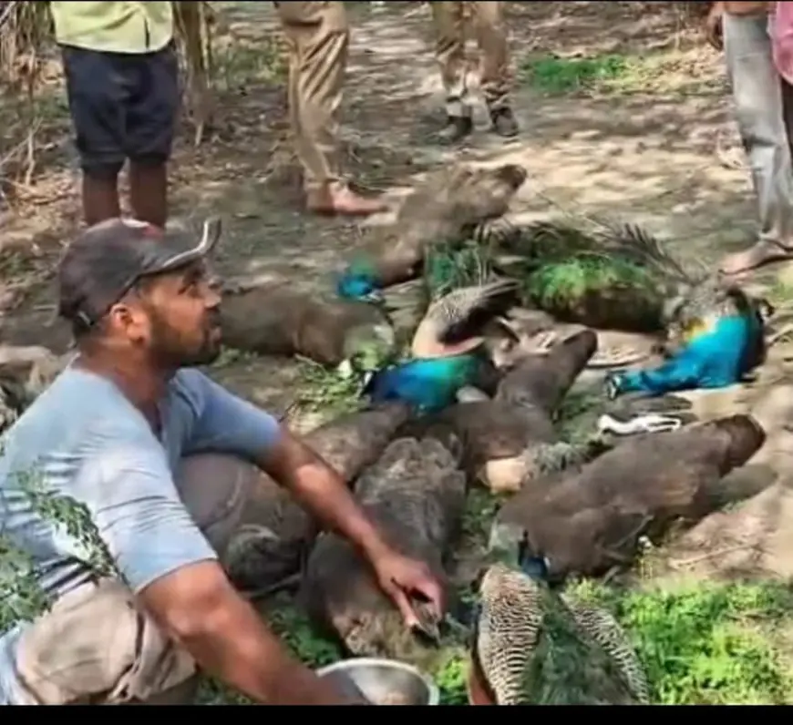 Ghaziabad News : गाजियाबाद में मोरों का सामूहिक संहार, जांच में जुटी पुलिस और वन विभाग