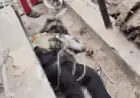 Greater Noida News : मोबाइल फोन के टावर से गिरकर इंजीनियर की मौत