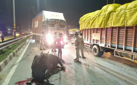 Greater Noida News : सांड से टकराया ट्रक, अनियंत्रित होकर पलटा
