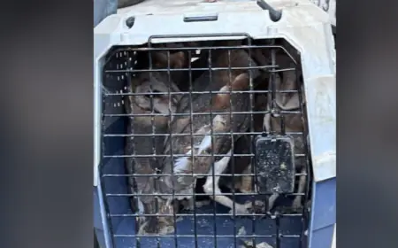 Greater Noida News :  वन विभाग ने  रेस्क्यू कर सात उल्लूओ को पकड़ा, वेटलैंड में सुरक्षित छोड़ा
