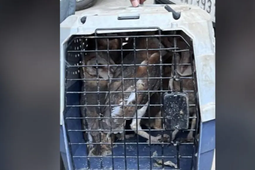 Greater Noida News :  वन विभाग ने  रेस्क्यू कर सात उल्लूओ को पकड़ा, वेटलैंड में सुरक्षित छोड़ा