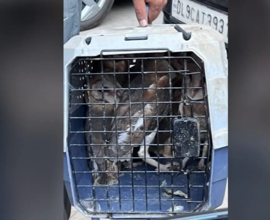 Greater Noida News :  वन विभाग ने  रेस्क्यू कर सात उल्लूओ को पकड़ा, वेटलैंड में सुरक्षित छोड़ा